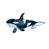 Orca WP